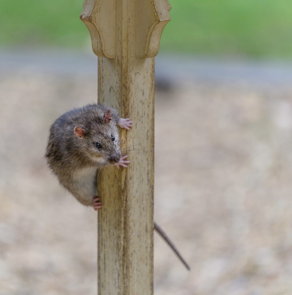 a cheeky brown rat climbing up a bird table