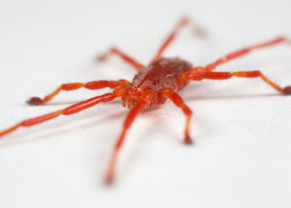 red mite
