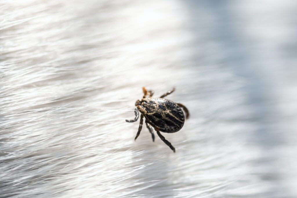 Small tick mite arachnid parasite insect on white dog hair