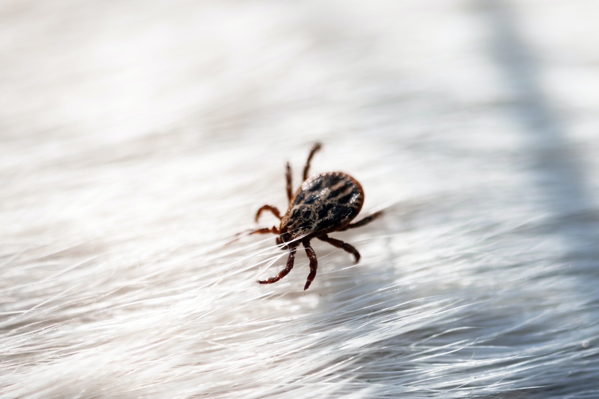 Tick mite arachnid parasite insect on white dog hair