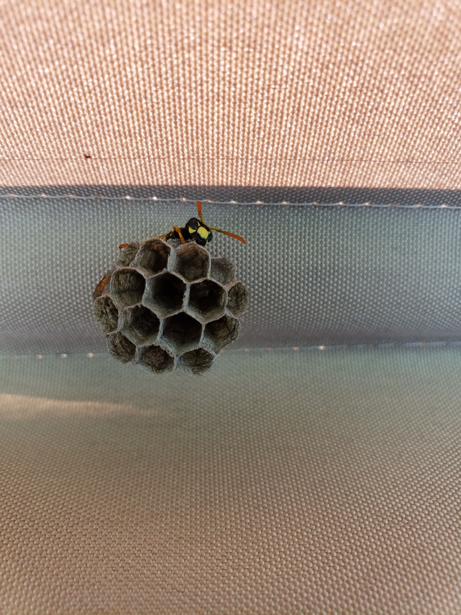 Wasp is starting new hive, new beginning