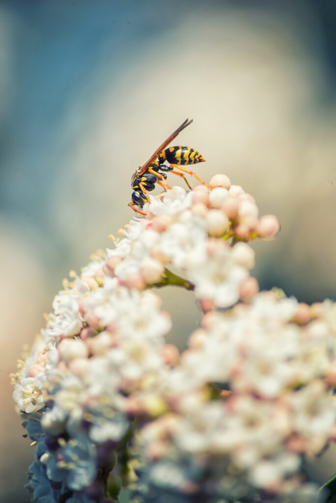 Wasp on flowers